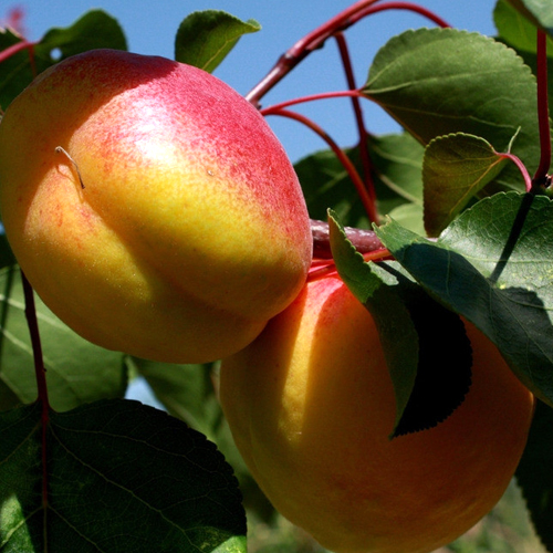 杏樹基地 杏樹基地